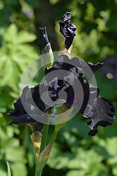 Black Iris