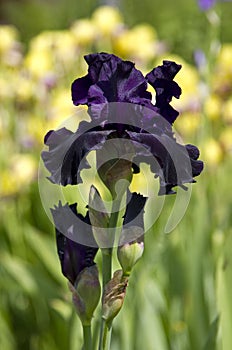 Black iris