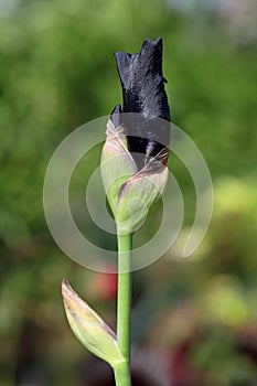 Black Iris