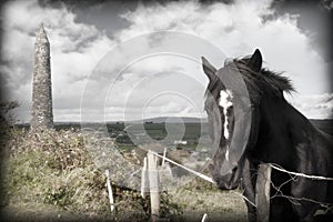 Black Irish horse and ancient round tower