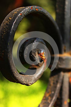 Black iron fence detail