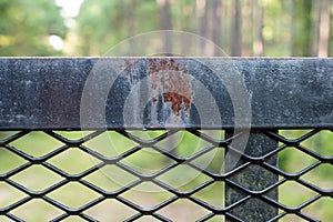Black Iron Fence in the Forest