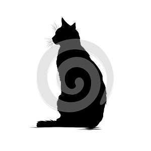 black isolated cat posing on a white background