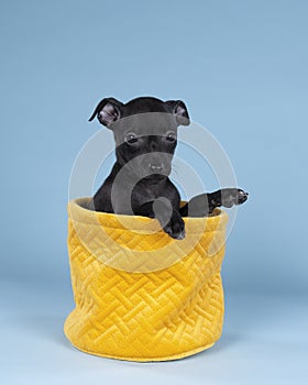 Black Italian greyhound pup sitting  in a yellow basket against a blue background