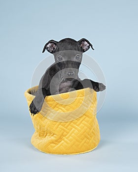 Black Italian greyhound pup sitting  in a yellow basket against a blue background