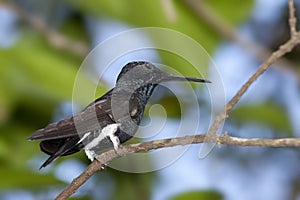 Black Jacobin, Florisuga fusca, perched