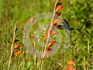 Black Jacobin hummingbird (Florisuga fusca)