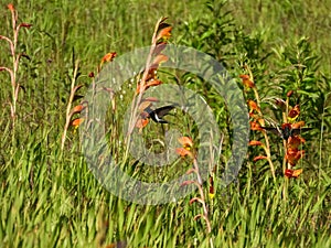 Black Jacobin hummingbird (Florisuga fusca)