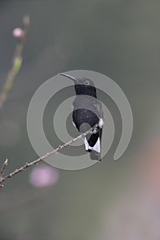 Black jacobin, Melanotrochilus fuscus