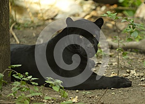 Black Jaguar photo