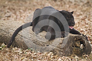 Black jaguar photo