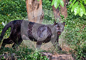 Black Panther in nature. photo