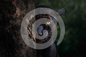 Black Jaguar - Melanistic Feline
