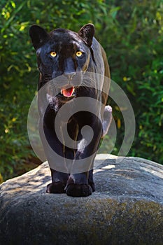 Black Jaguar - Melanistic Feline