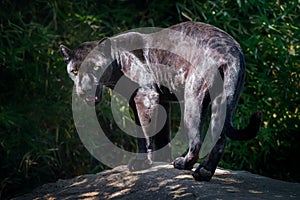 Black Jaguar - Melanistic Feline