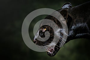 Black Jaguar - Melanistic Feline