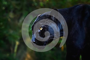 Black Jaguar - Melanistic Feline