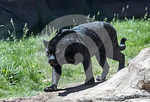 Black jaguar or panther
