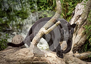 Black jaguar panther staring at camera