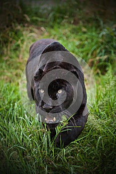 Black jaguar Panthera Onca prowling photo