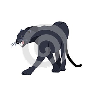 Black Jaguar Puma Lion panther. Vector illustration