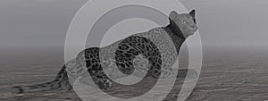 Black jaguar resting - 3D render
