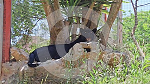 Black jaguar resting on a rock inside jungle forest in zoo.