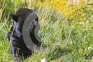 Black Jaguar Resting In The Grass