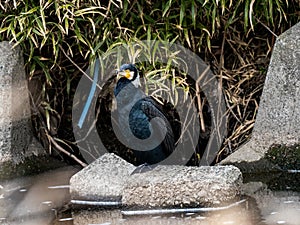 Black Japanese cormorant resting in a river 3