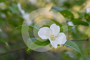 Black Jetbead Rhodotypos scandens white flower