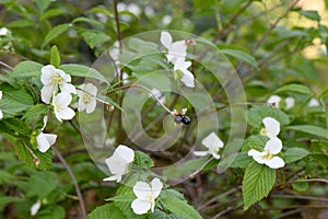 Black Jetbead Rhodotypos scandens white flowering shrub photo