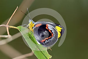 Black Jezebel Butterfly photo