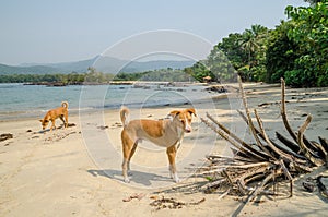 Black Johnson Beach in Sierra Leone, Africa with calm sea, ropcks, deserted beach and two dogs