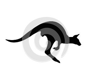 Black jumping kangaroo silhouette on background white.