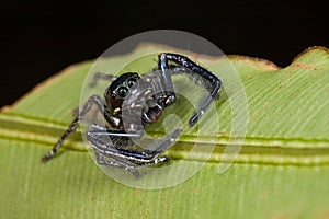 A black jumping spider