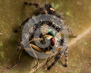 Black Jumping Spider Eats Fly with Red Eyes