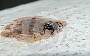 Black Jumping Spider with eyes and legs visible