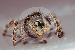 Black Jumping Spider on Gray Surface