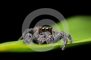 Black Jumping Spider on green leaf