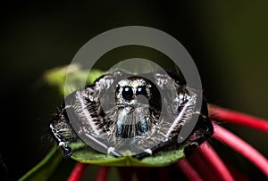 Black Jumping Spider Hyllus on a green leaf, extreme close up