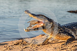 Black kajman Melanosuchus niger