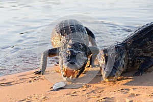 Black kajman Melanosuchus niger