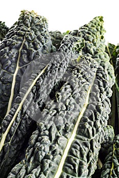 Black Kale, Italian Kale