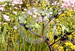 Black Kangaroo Paw