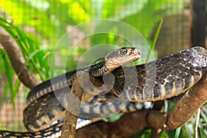 Black keeled rat snake
