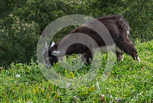 Black kid goat walking along hilltop in rural Portugal