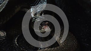 Black king cobra looking out of snake hole