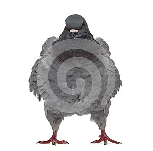 Black King Pigeon isolated on white