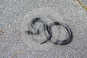 Black King snake.
