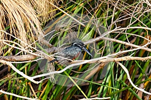 Black kingfisher in ambush. Naivasha